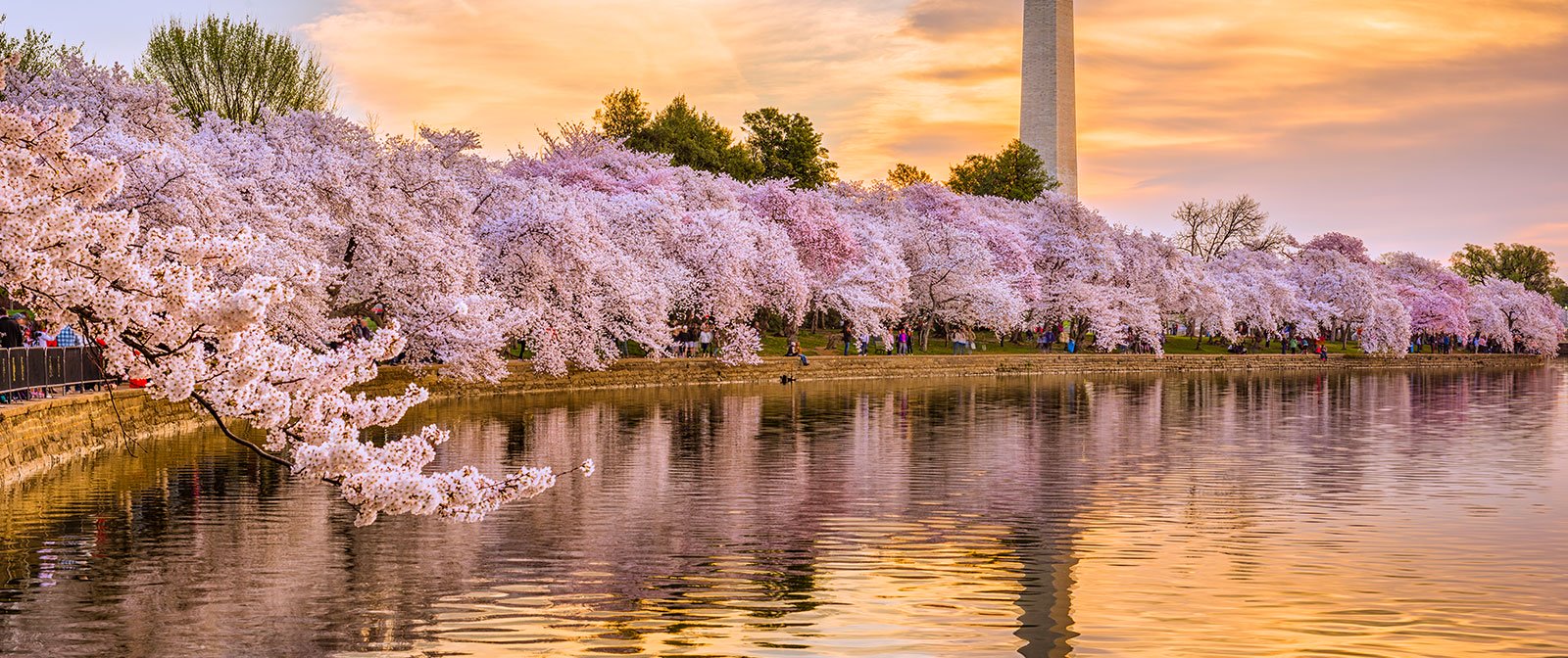 National Cherry Blossom Festival Announces Changes to Festival Events