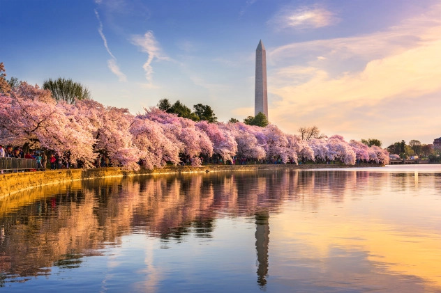 National Cherry Blossom Festival to Host One-Night-Only Cherry Night Celebration
